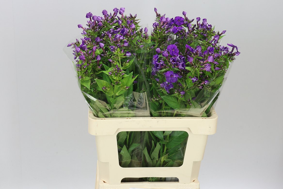 Phlox P Crissy Blue