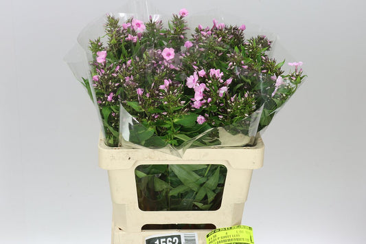 Phlox P Sweet Lexy Pink