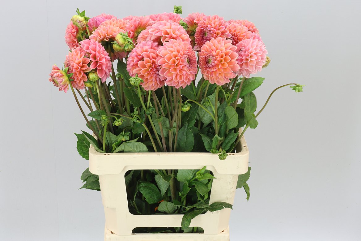 Dahlia Linda S Baby Ex