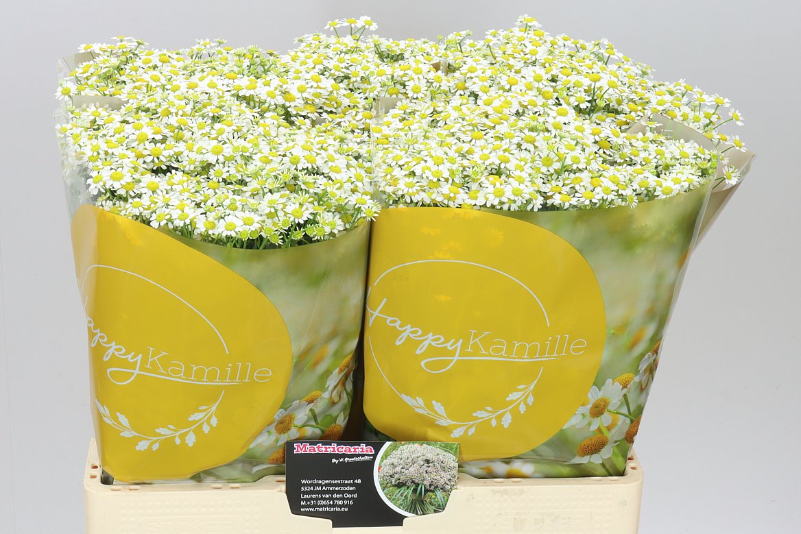Tanacetum Daisy