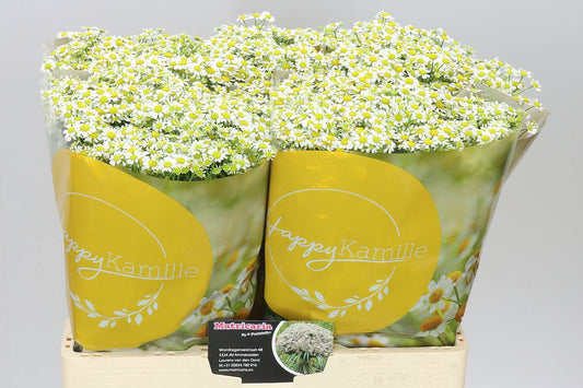 Tanacetum Daisy