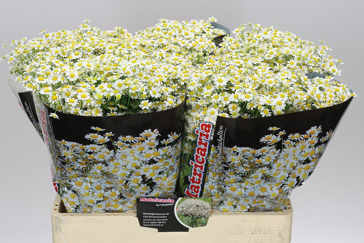 Tanacetum Daisy