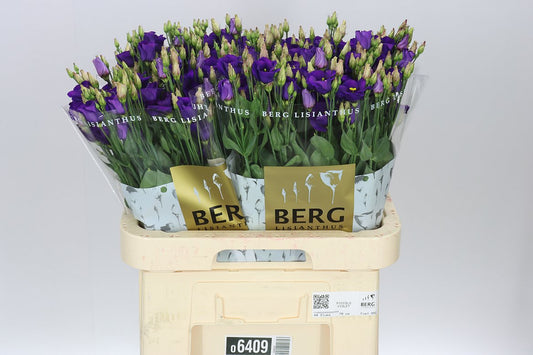 Eust E Piccolo Violet