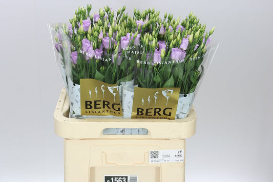 Eust E Piccolo Lavender