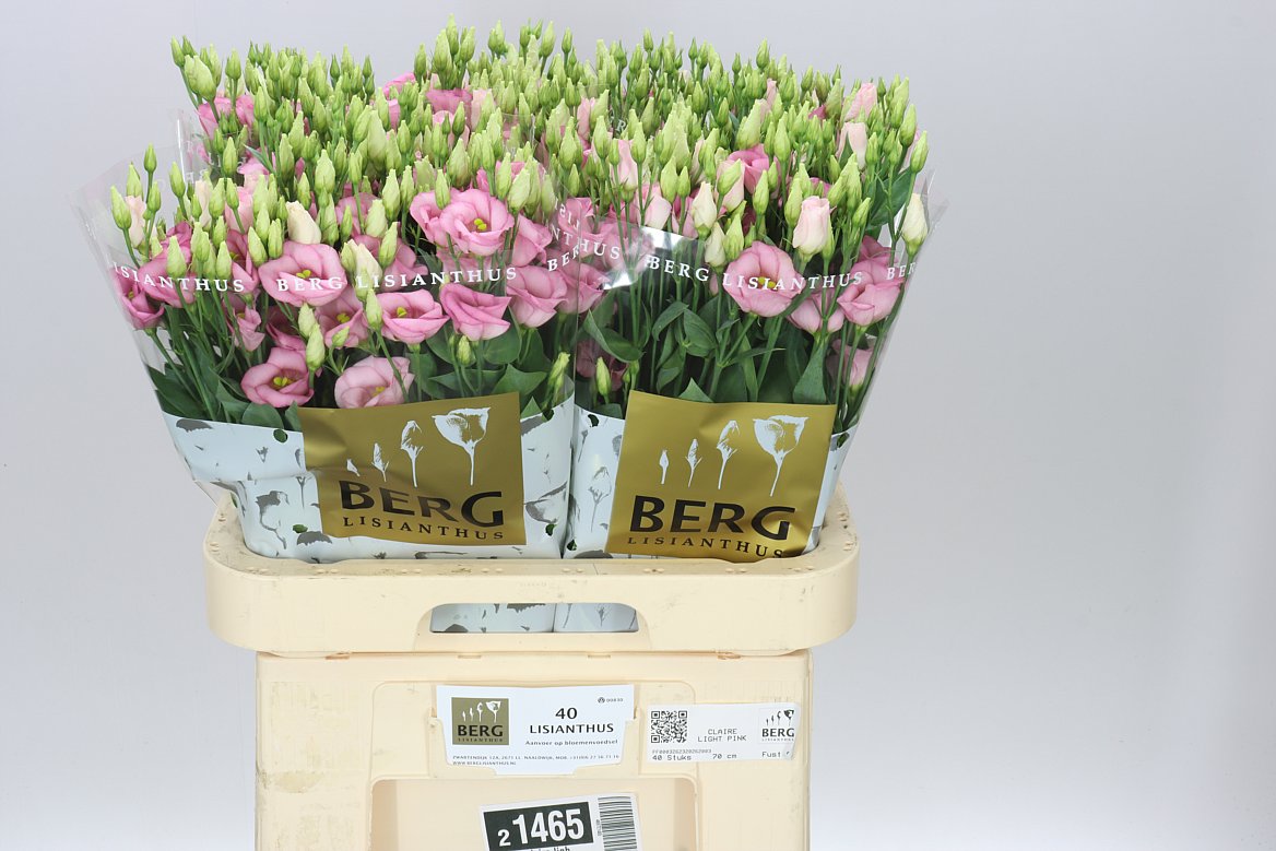 Eust En Claire Light Pink