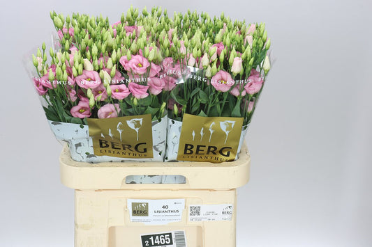Eust En Claire Light Pink