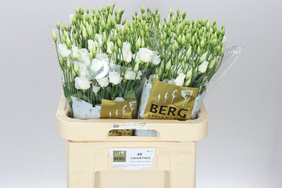 Eust E Piccolo White