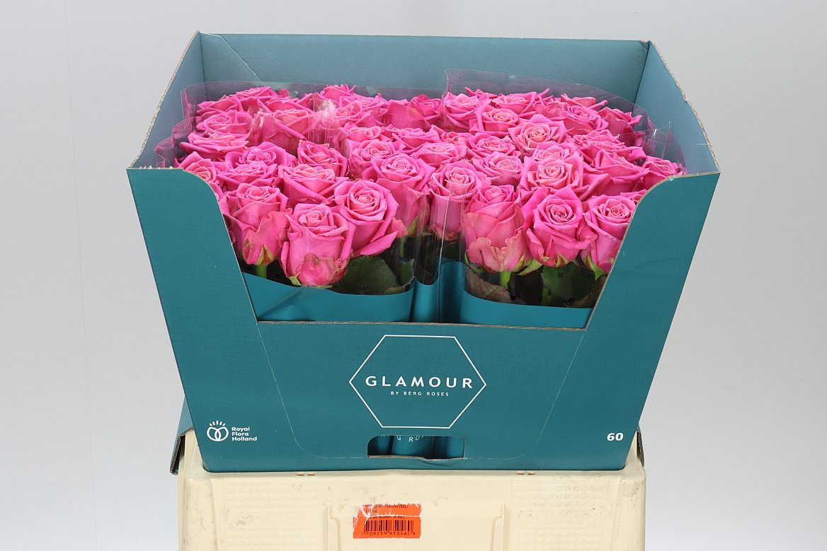 Rosa Gr Charlotte