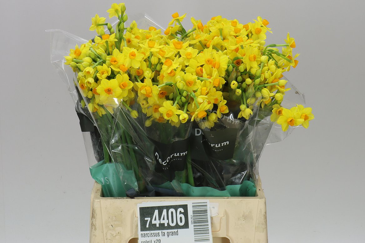 Narcis Soleil D'or (yell)