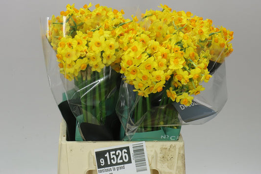 Narcis Soleil D'or (yell)