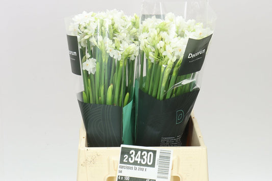 Narcis Paperwhite