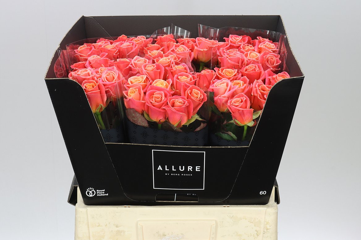 Rosa Gr Miss Piggy