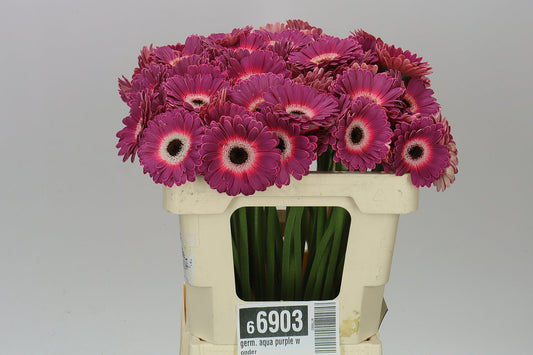 Germ. Aqua Purple Wonder