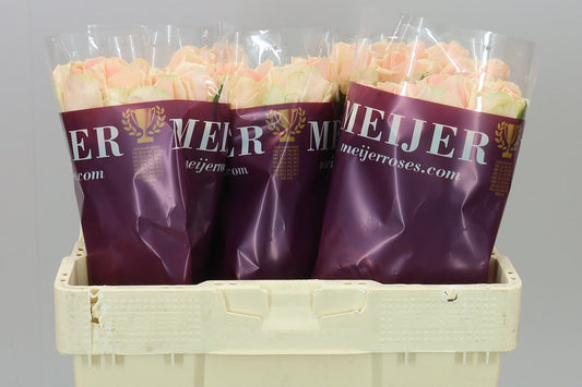 Rosa Gr Avalanche Pearl