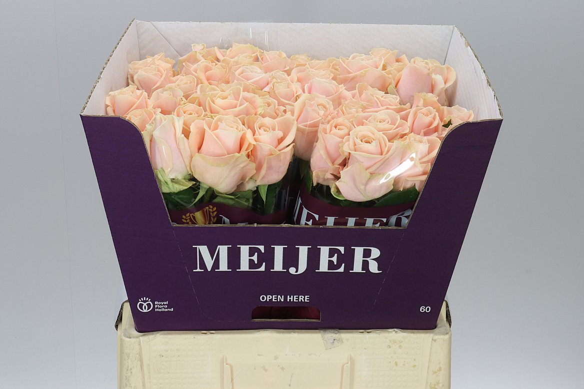 Rosa Gr Avalanche Pearl