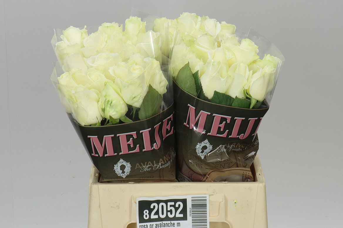 Rosa Gr Avalanche Meijer