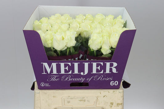 Rosa Gr Avalanche Meijer