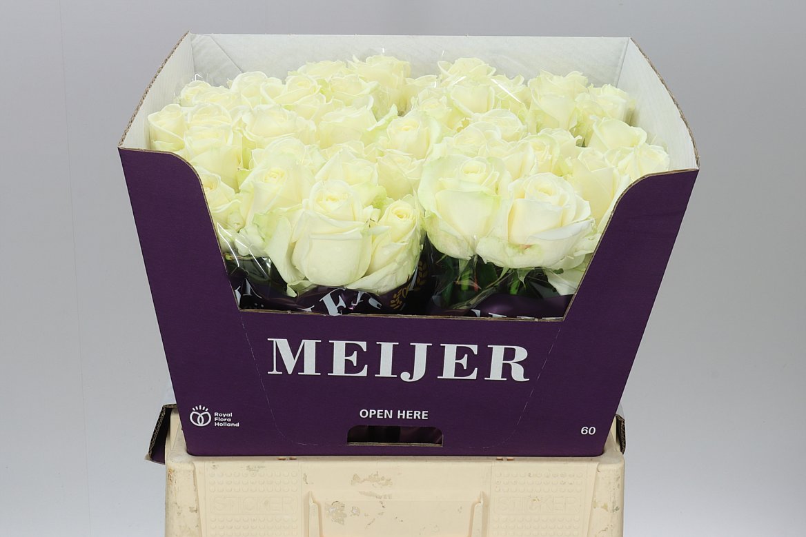 Rosa Gr Avalanche Meijer
