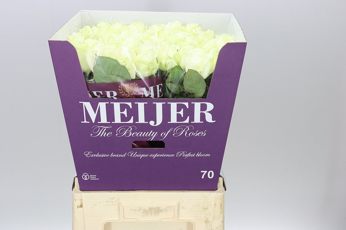 Rosa Gr Avalanche Meijer