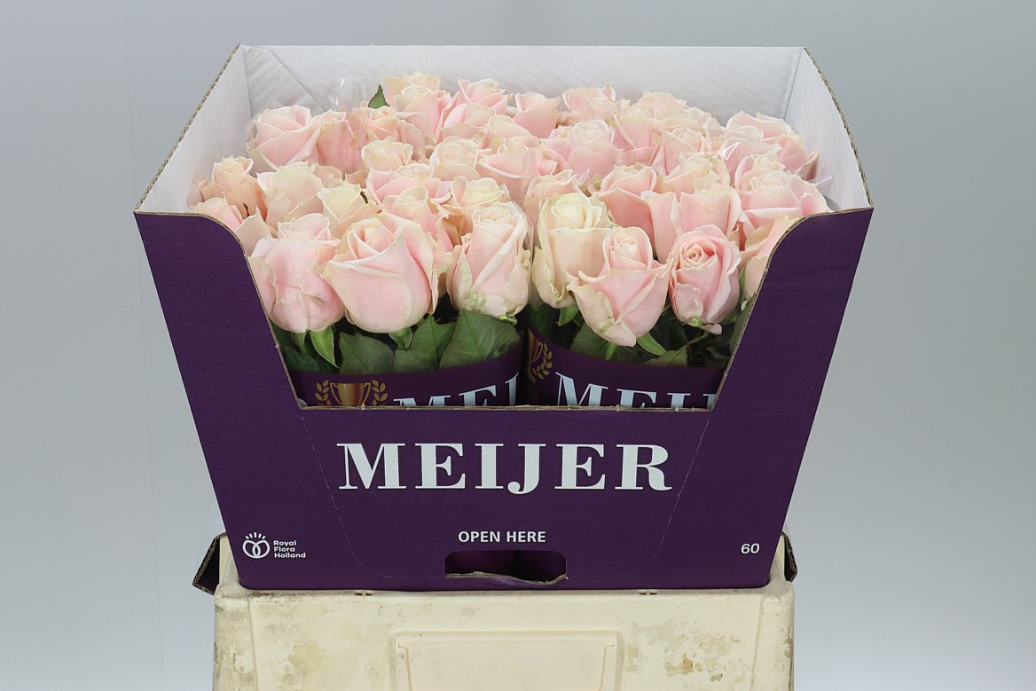 Rosa Gr Sweet Avalanche Meijer
