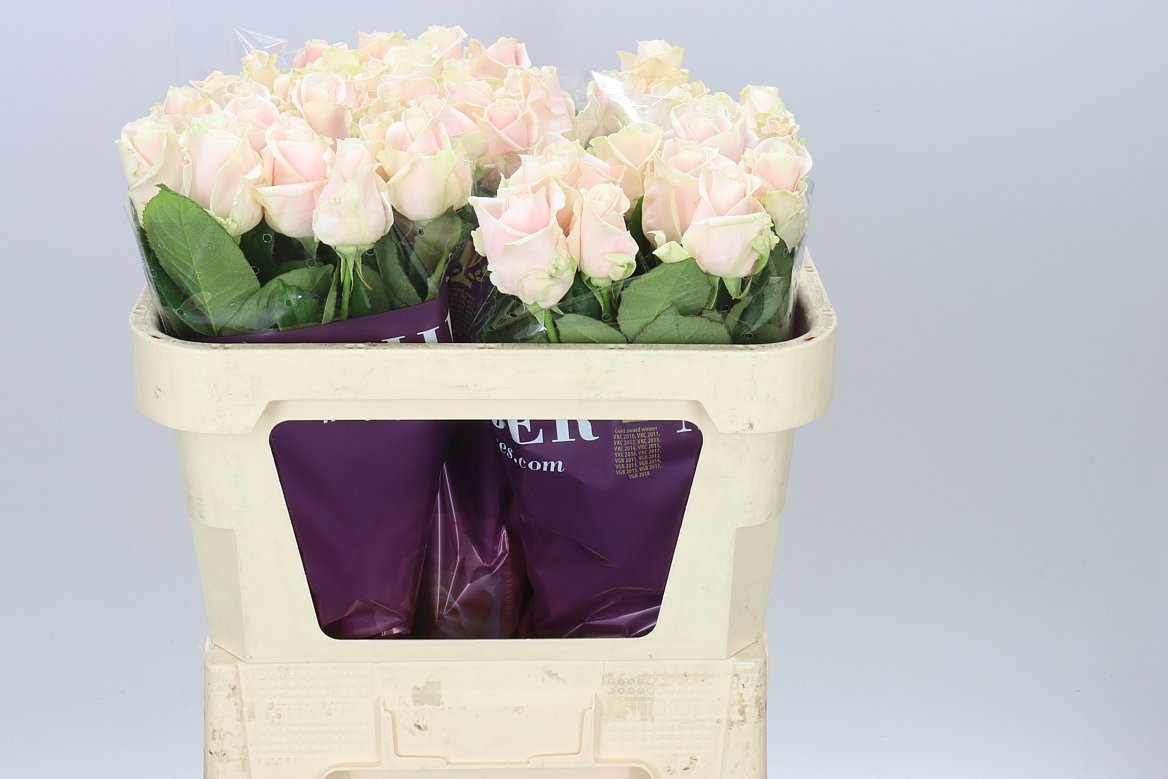 Rosa Gr Sweet Avalanche Meijer