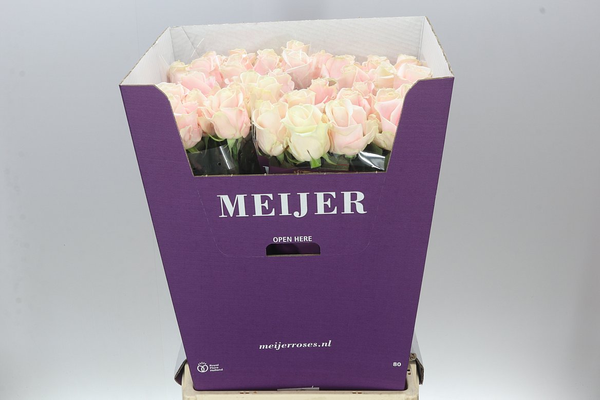 Rosa Gr Sweet Avalanche Meijer