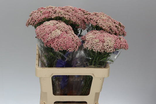 Riceflower Pink