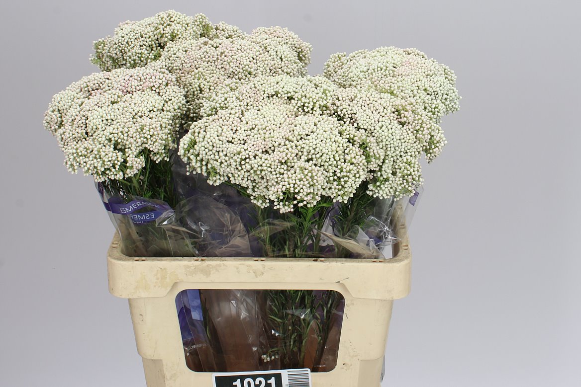 Riceflower White