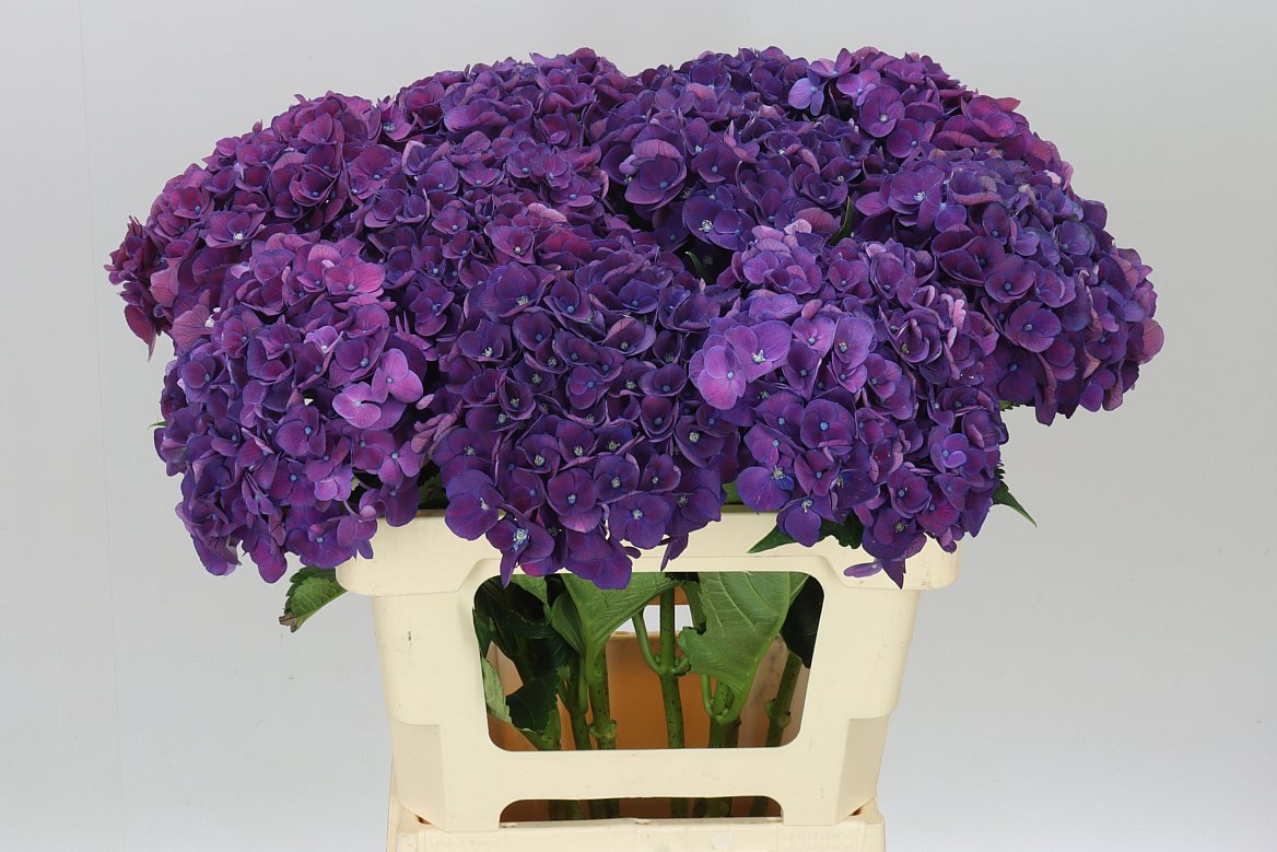 Hyd Mon Amour Purple