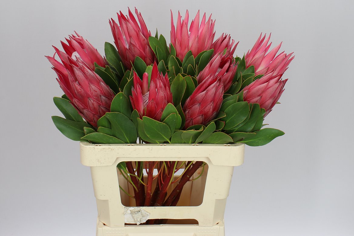 Protea Madiba