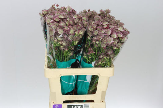 Astrantia Roma