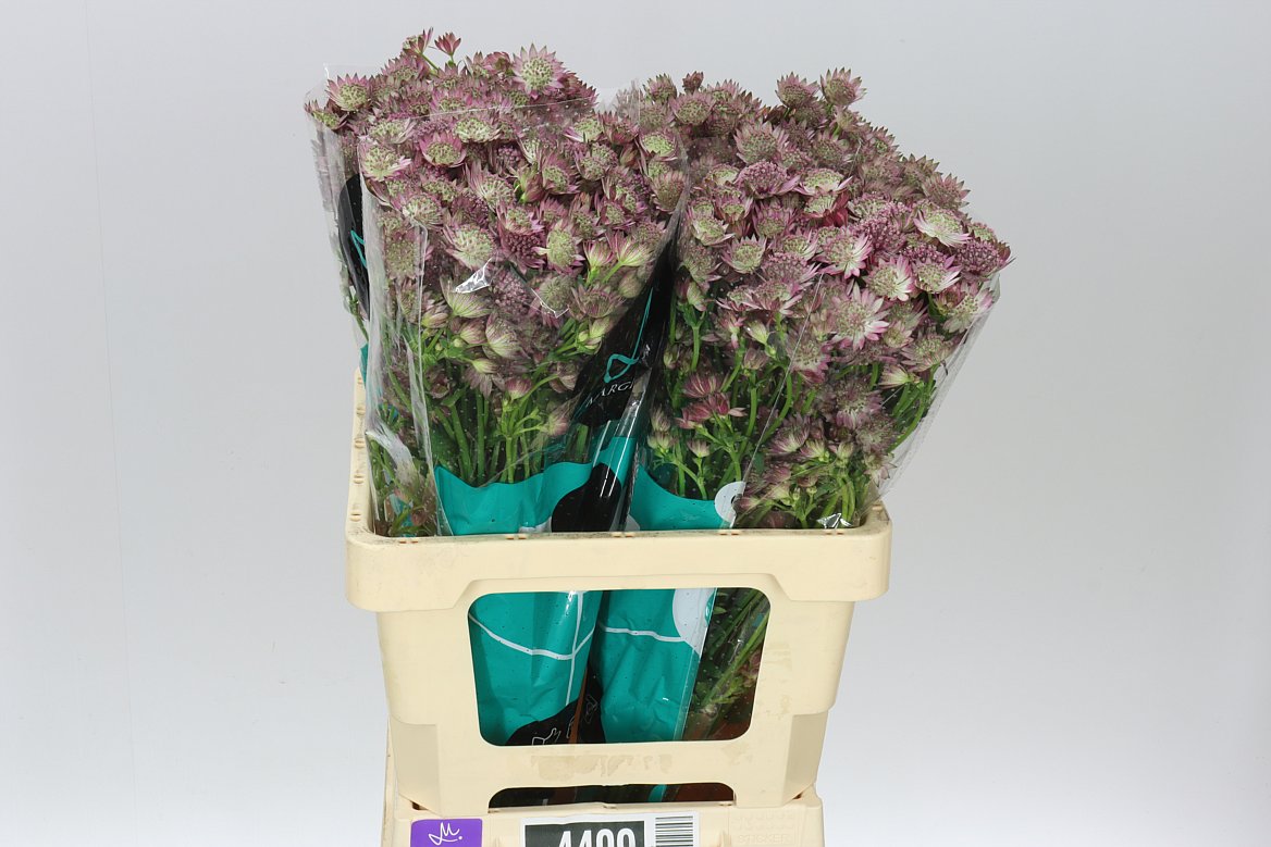 Astrantia Roma