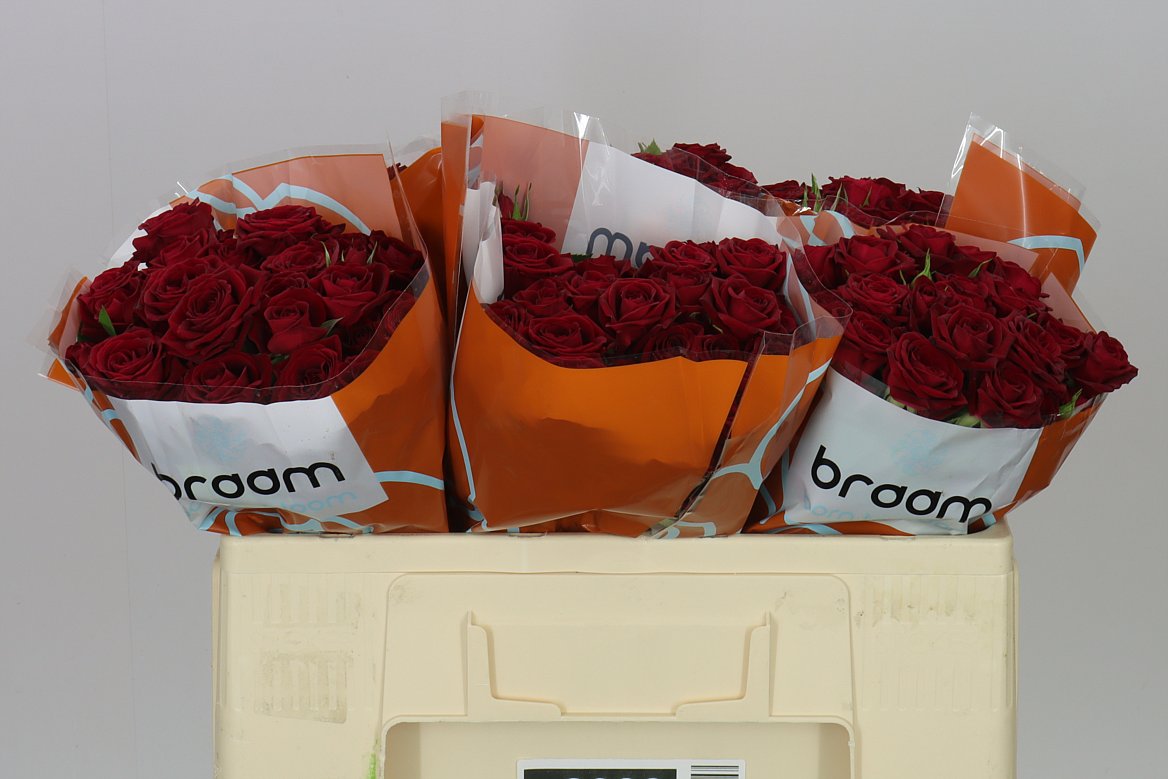 Rosa Tr Rubicon