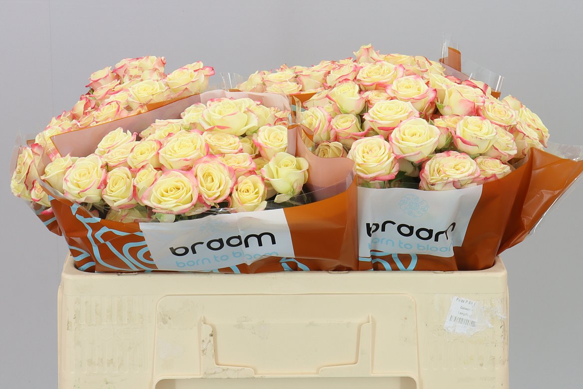 Rosa Tr Candelicious
