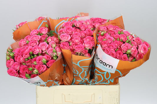 Rosa Tr Sweet Julia
