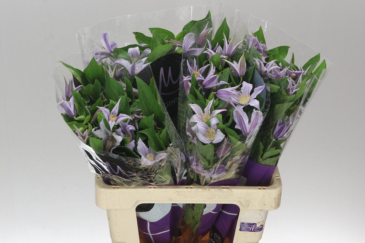 Clematis Star River