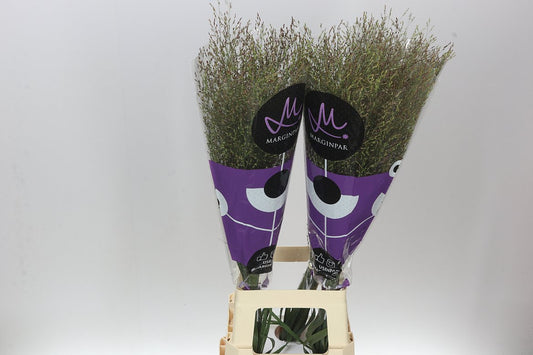 Panicum Warrior