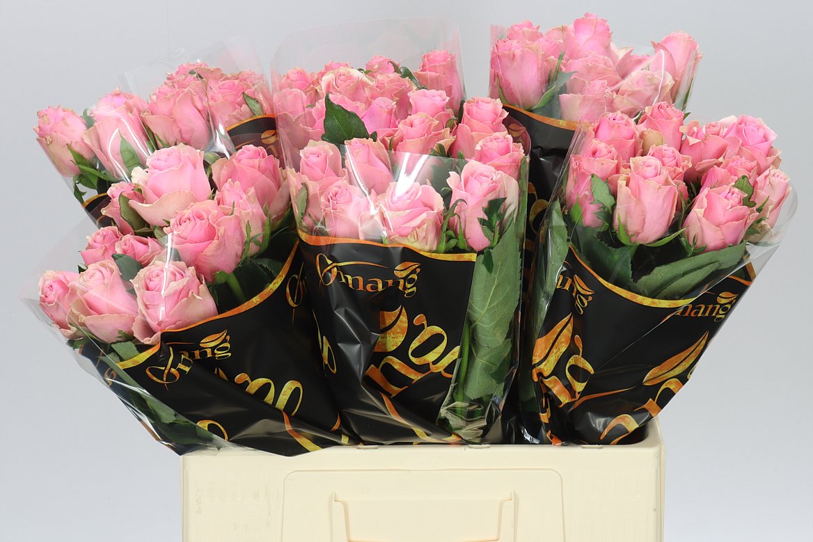 Rosa Gr Celeb