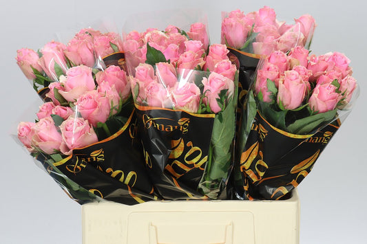 Rosa Gr Celeb