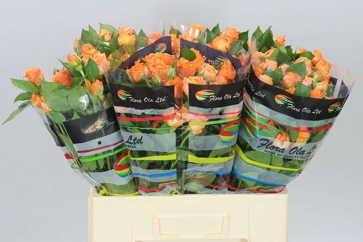 Rosa Tr Coral Bubbles Imp