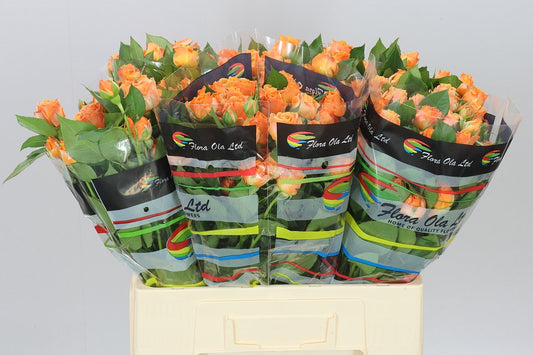 Rosa Tr Coral Bubbles Imp