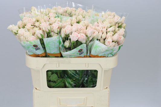 Rosa Tr Royal Porcelina