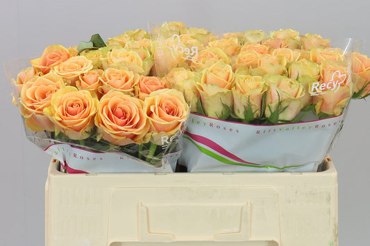 Rosa Gr Alchemy