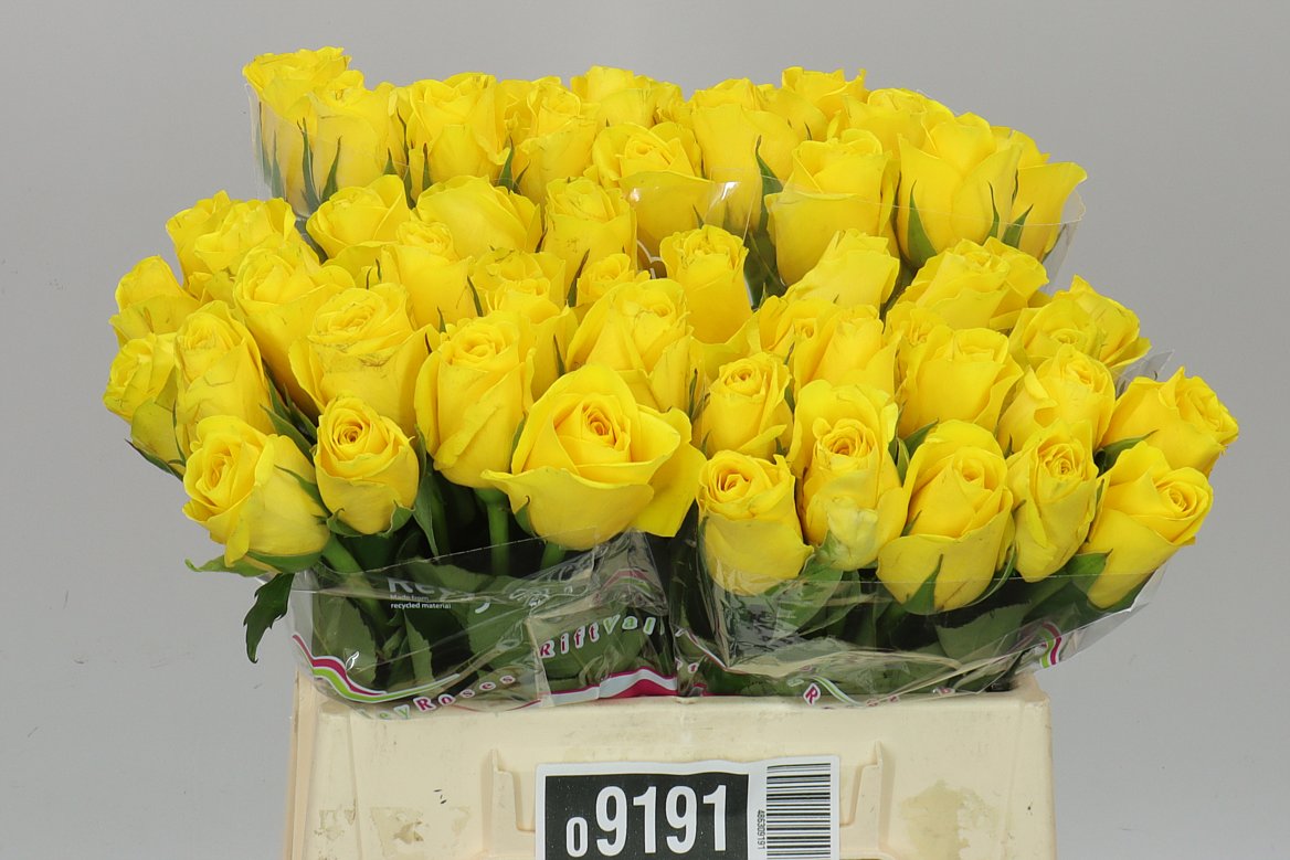 Rosa Gr Goldfinch