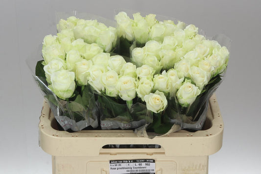 Rosa Gr Countdown