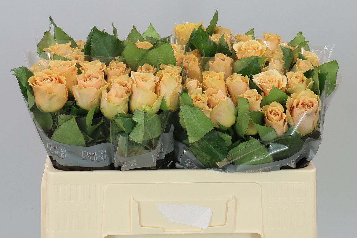 Rosa Gr Salty Caramel!