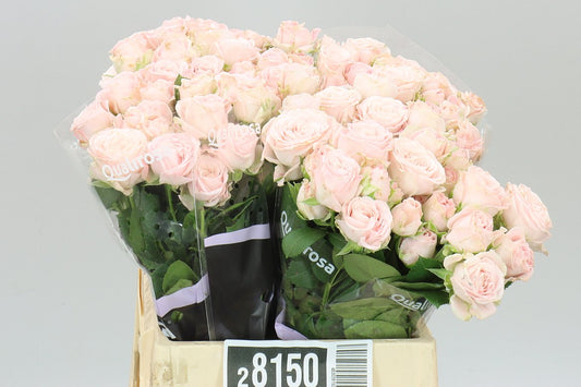Rosa Tr Bombastic