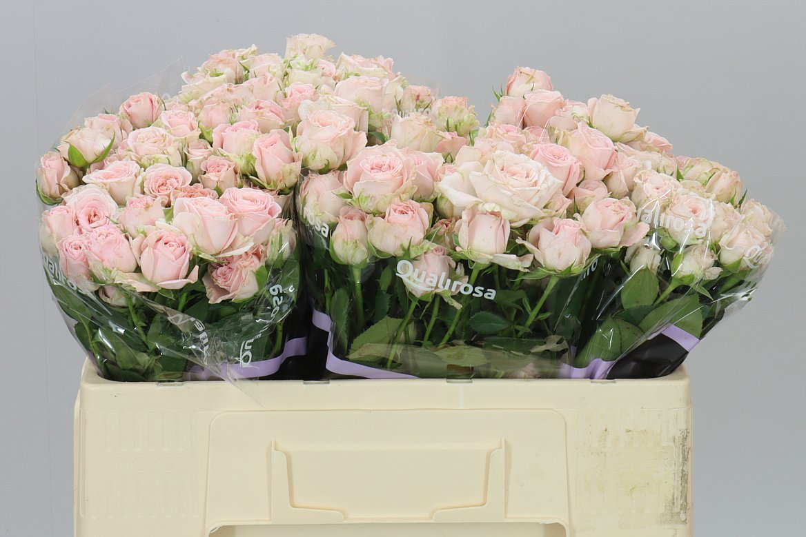Rosa Tr Bombastic