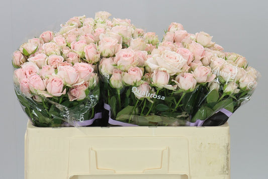 Rosa Tr Bombastic