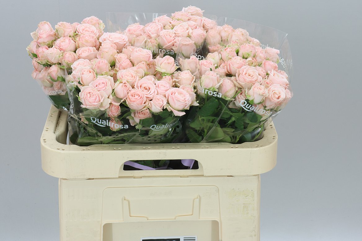 Rosa Tr Bombastic